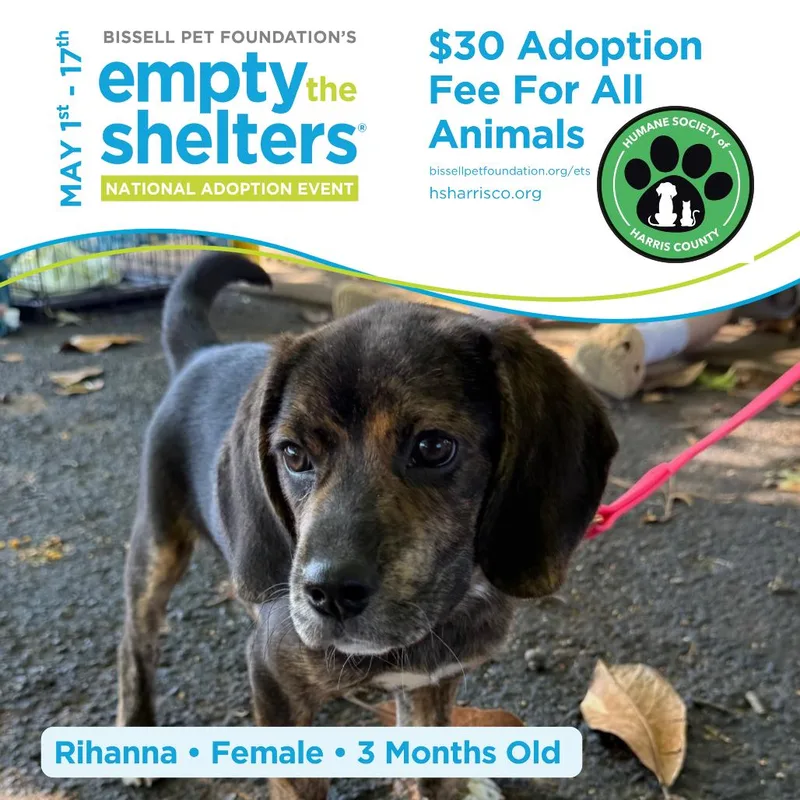 A baby medium-sized female Brindle Mixed Breed dog named Rihanna for adoption in Hamilton, GA
