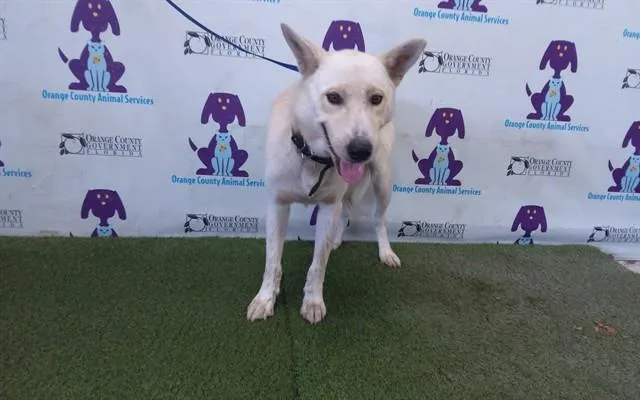 A young medium-sized male German Shepherd Dog dog named Phatasma for adoption in Orlando, FL