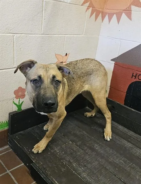 A young medium-sized male German Shepherd Dog dog named Neptune for adoption in Castaic, CA