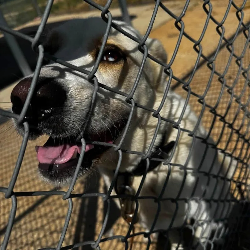 An adult large-sized male White / Cream Husky dog named Otto for adoption in Brainerd, MN