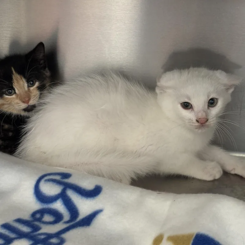 A baby medium-sized male White Domestic Short Hair cat named Berlioz for adoption in Liberty, MO