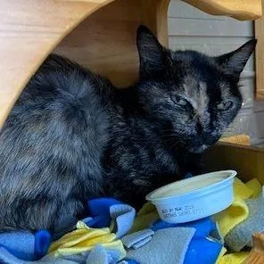 A senior small-sized female Tortoiseshell Manx cat named Polly for adoption in Shawnee, KS
