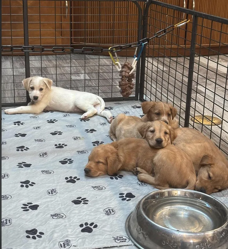 A baby medium-sized female Golden Australian Cattle Dog / Blue Heeler dog named Beulah NY for adoption in Vernon, CT