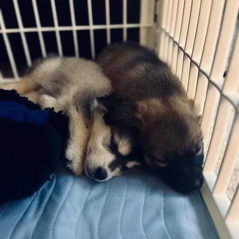 Lavender thumbnail 4