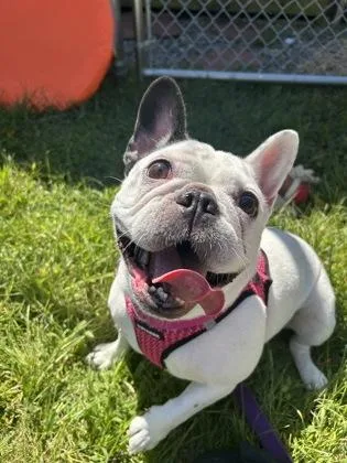An adult small-sized female French Bulldog dog named Beluga for adoption in Worcester, MA