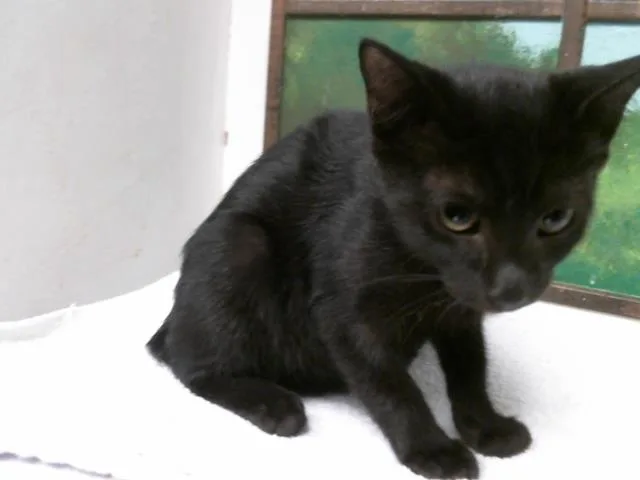 A baby small-sized female Domestic Short Hair cat named Duchess for adoption in Houston, TX