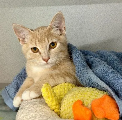 A baby small-sized male Domestic Short Hair cat named Simba for adoption in Sacramento, CA