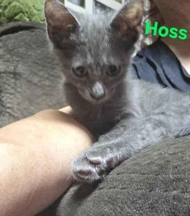 Hoss thumbnail 2