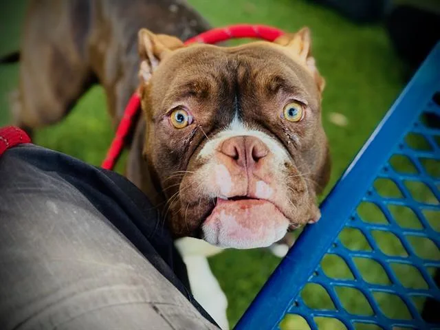 A young medium-sized female American Bulldog dog named Wendy for adoption in Orlando, FL