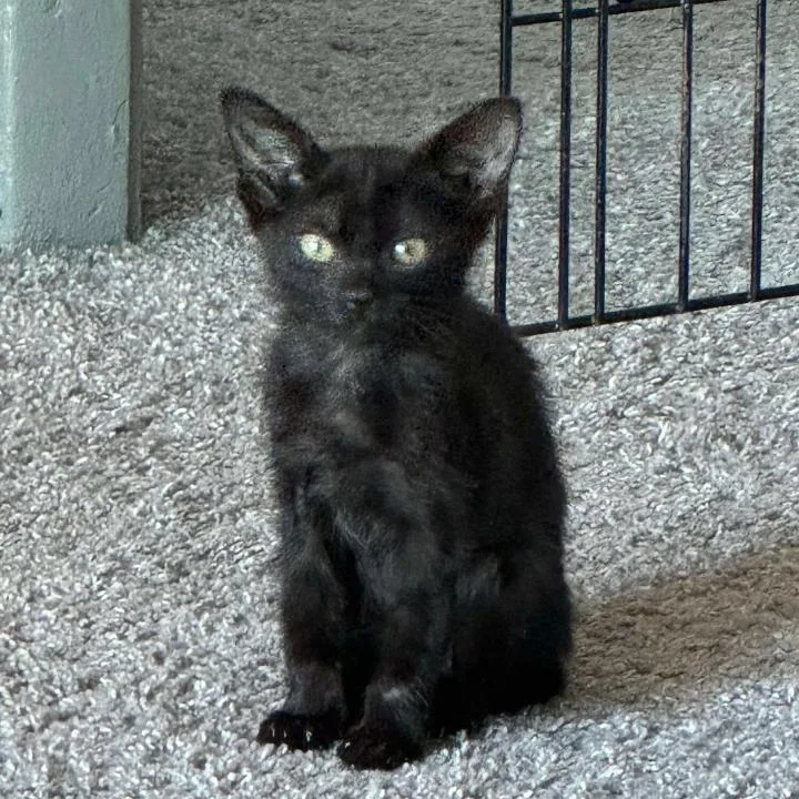 A young small-sized female Black Domestic Short Hair cat named Thelma for adoption in Tampa, FL