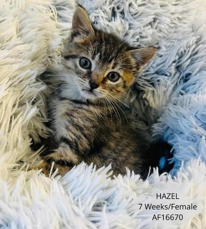 A young medium-sized female Tabby (Brown / Chocolate) Domestic Short Hair cat named Hazel for adoption in Supply, NC