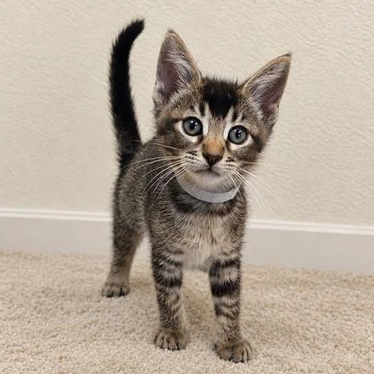 A baby small-sized male Brown / Chocolate Domestic Short Hair cat named Pistachio for adoption in Hawthorne, CA