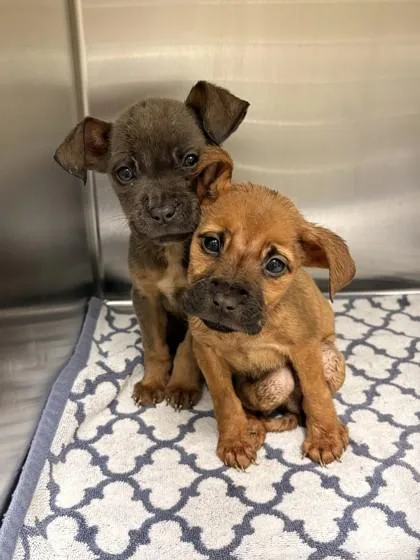 Daffodil thumbnail 2