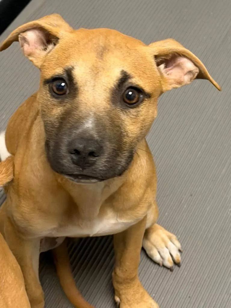A baby large-sized female Mixed Breed dog named Dora for adoption in Henderson, NC