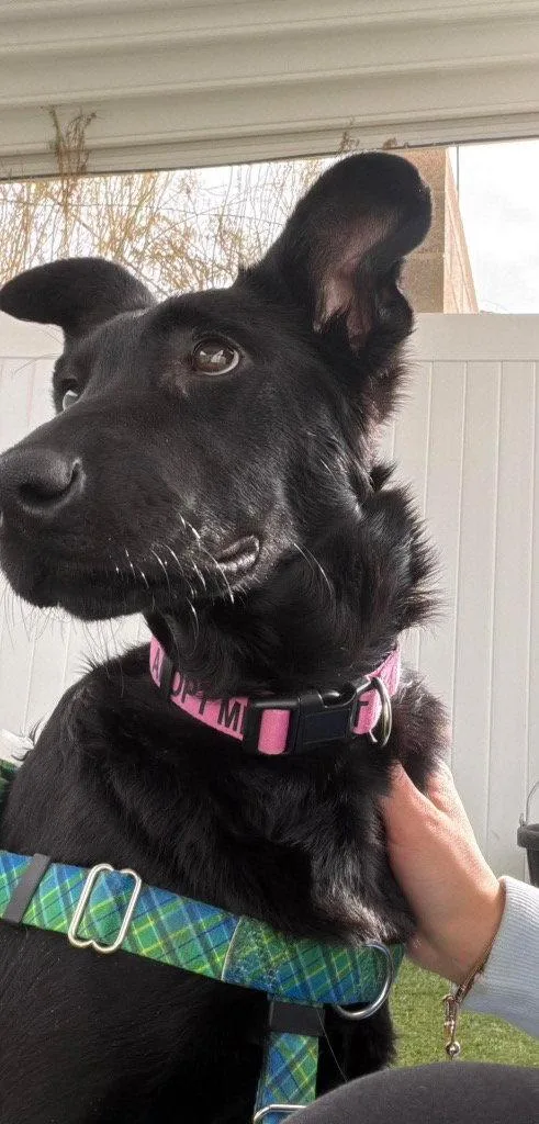 A young medium-sized female Chihuahua dog named Joline for adoption in Saint George, UT