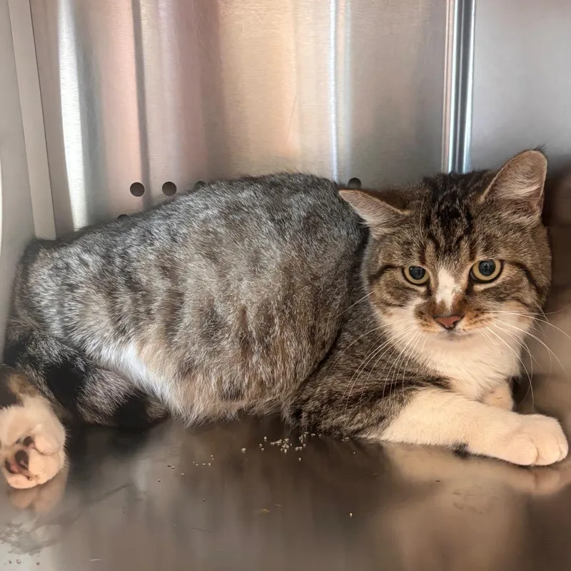 A young large-sized female Brown / Chocolate Domestic Short Hair cat named Omari for adoption in Norman, OK