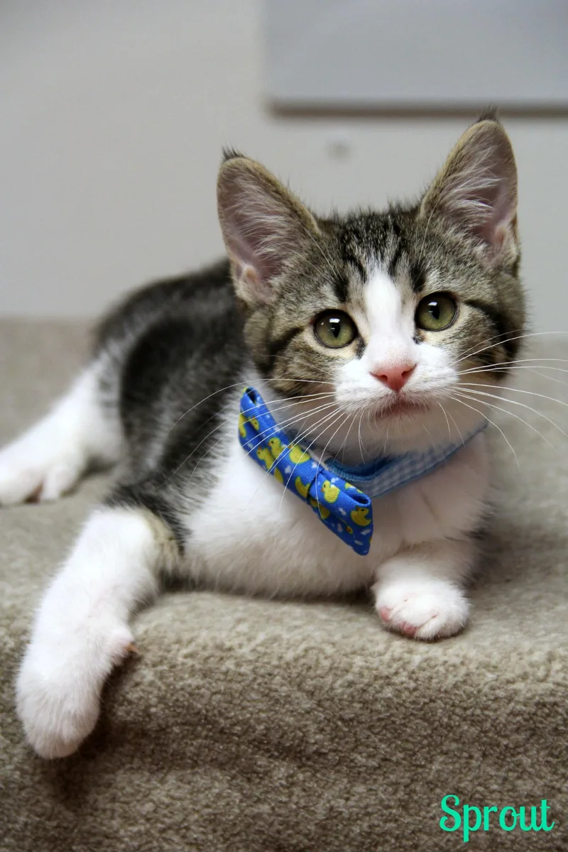 A baby medium-sized male Tabby (Brown / Chocolate) Domestic Short Hair cat named Sprout for adoption in Vinton, IA