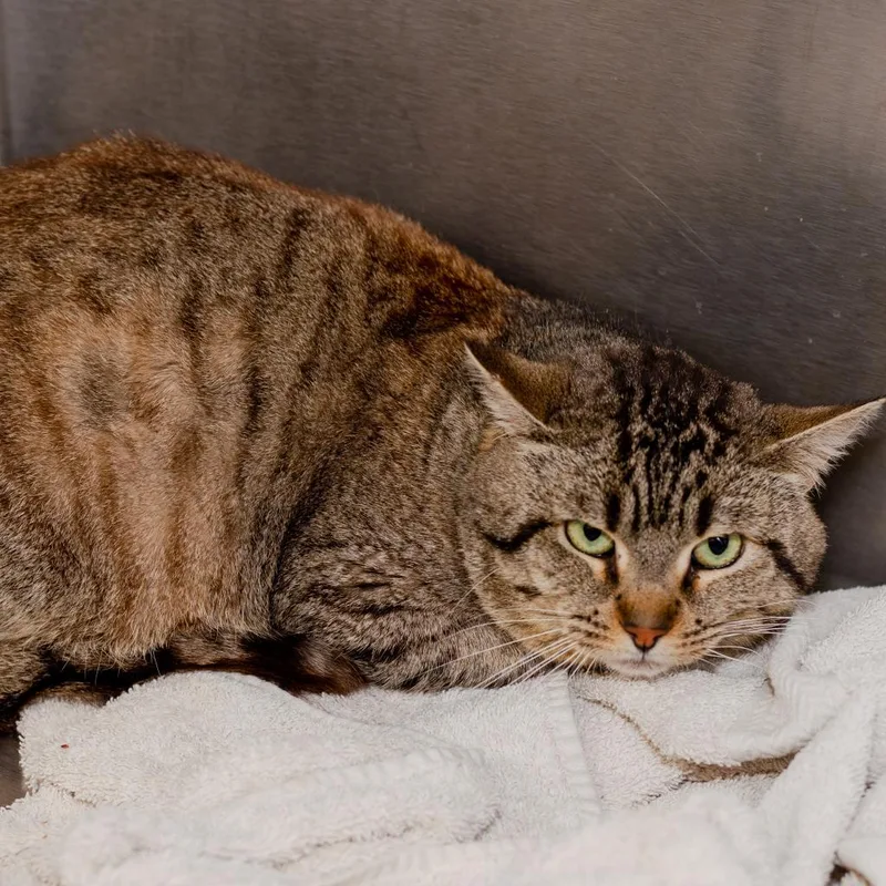 Obijuan Kenobi thumbnail 4