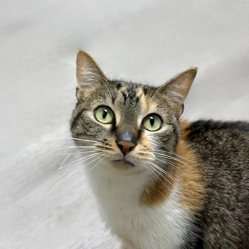 A young small-sized female Domestic Short Hair cat named Lazzie for adoption in State College, PA