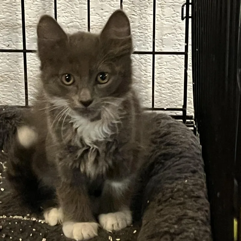 A baby small-sized male Gray / Blue / Silver Domestic Short Hair cat named Daniel for adoption in Boca Raton, FL