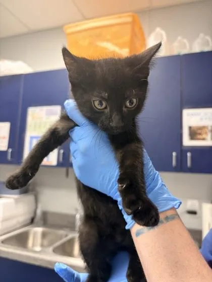A young small-sized male Domestic Short Hair cat named B Aramis for adoption in North Charleston, SC