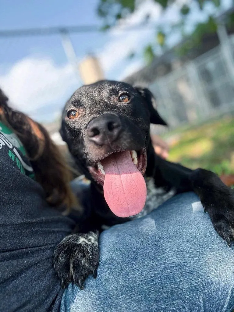 A baby medium-sized male Mixed Breed dog named Jack Flash for adoption in Effingham, IL