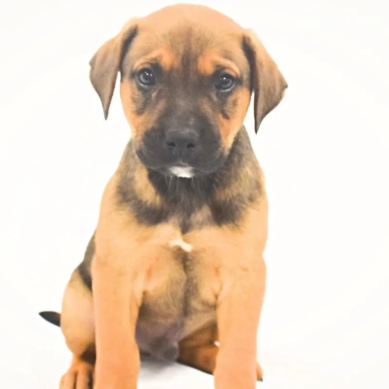 A baby medium-sized male Boxer dog named Freddie for adoption in Monon, IN