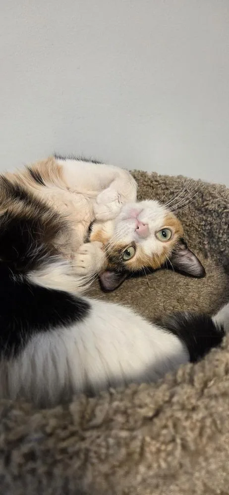 An adult medium-sized female Domestic Short Hair cat named Strawberry for adoption in Chicago, IL