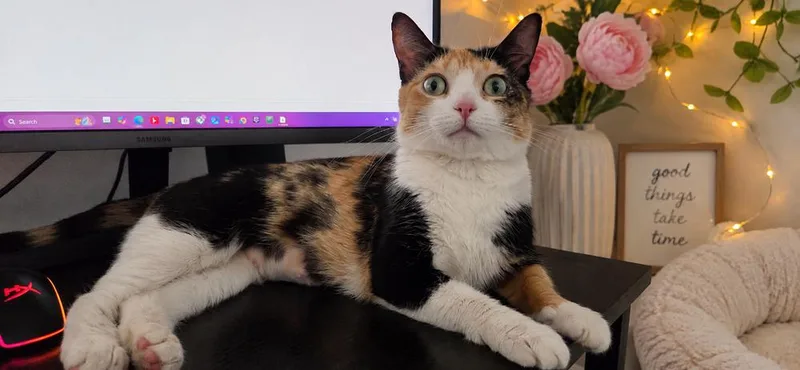 Strawberry thumbnail 4