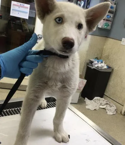 A baby small-sized male Siberian Husky dog named Everest for adoption in Riverside, CA