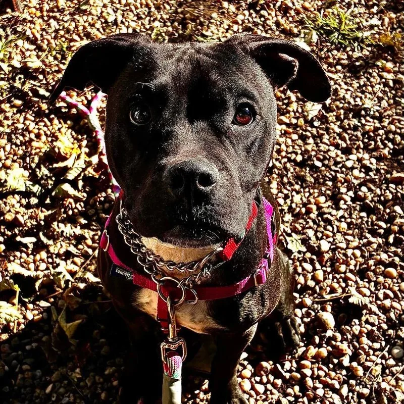 A young medium-sized female Mixed Breed dog named Swan for adoption in Medford, NY