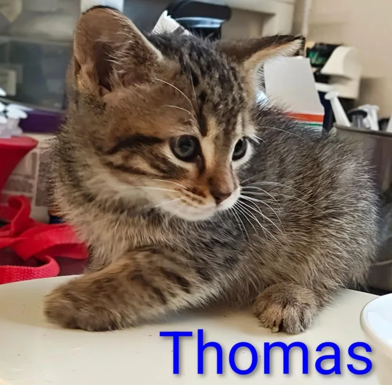 A baby small-sized male Domestic Medium Hair cat named Thomas for adoption in Mena, AR