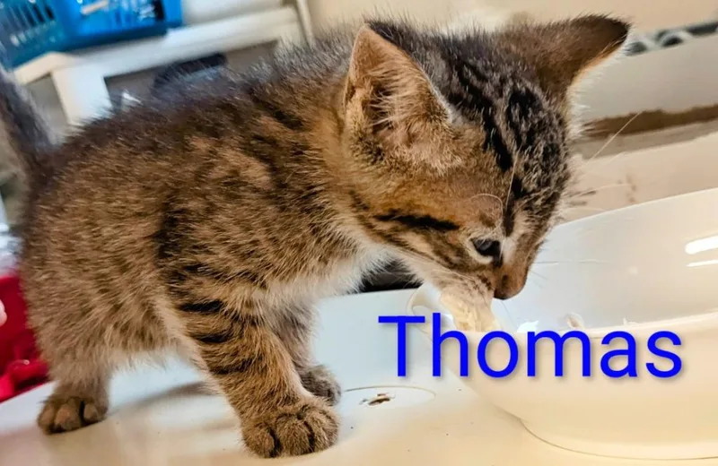Thomas thumbnail 2