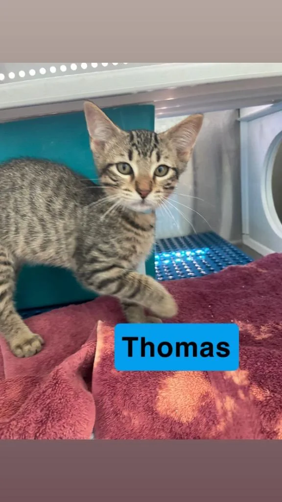 Thomas thumbnail 3