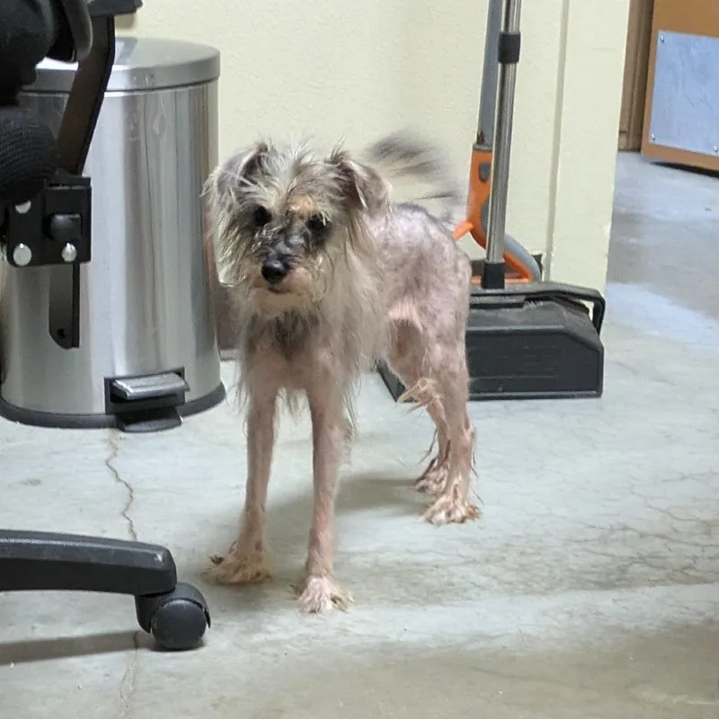 An adult small-sized female Schnauzer dog named Iggy Pop for adoption in Fulton, TX