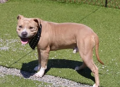 A young large-sized male Mixed Breed dog named Sundance for adoption in Athens, GA