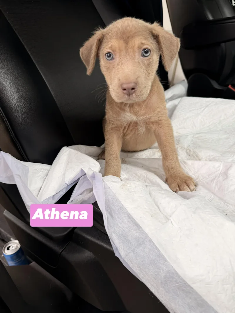 A Litter Athena