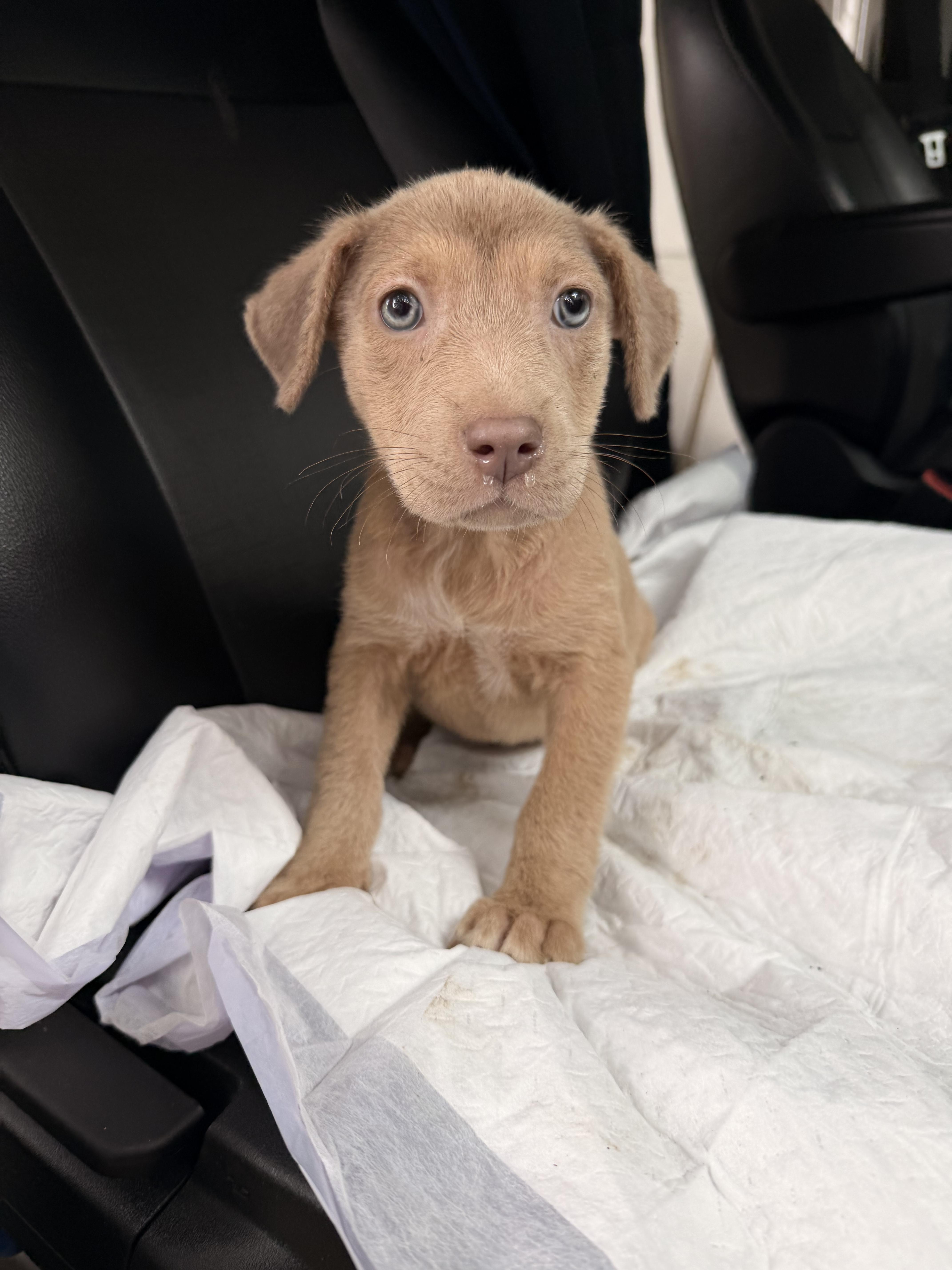 A Litter Athena thumbnail 2