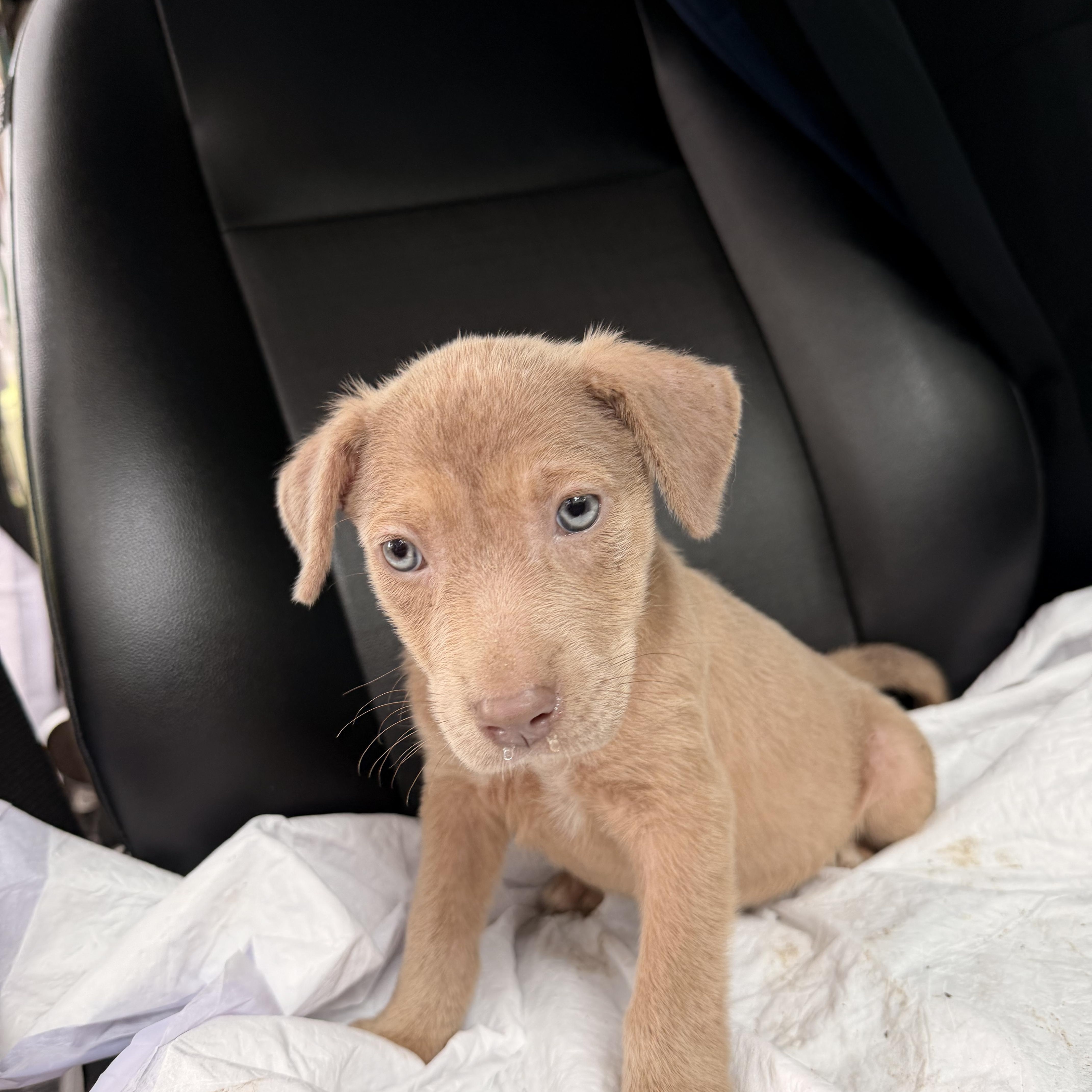 A Litter Athena thumbnail 3