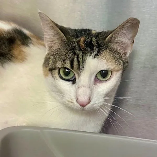 A young medium-sized female Domestic Short Hair cat named Ketchup for adoption in Walnut Creek, CA