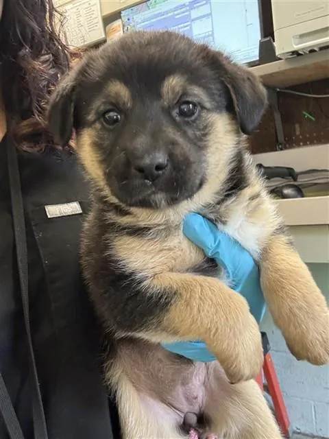 A baby small-sized female German Shepherd Dog dog named Roxy for adoption in Sacramento, CA