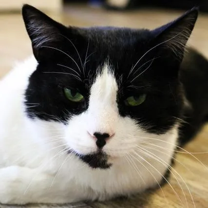 An adult large-sized male White Domestic Short Hair cat named Connor for adoption in Las Vegas, NV