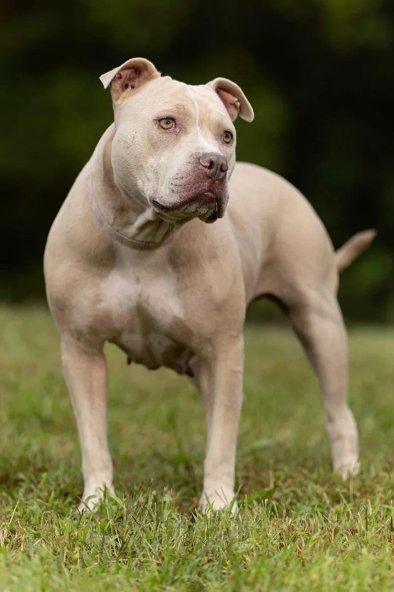 An adult medium-sized female American Staffordshire Terrier dog named Bg for adoption in Stanton, KY