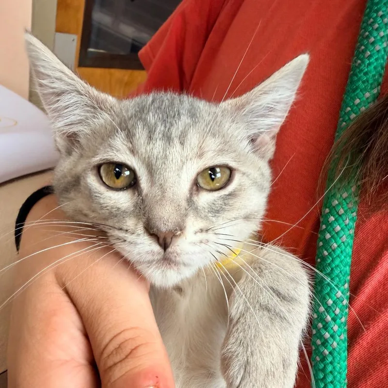 A young small-sized female Gray / Blue / Silver Domestic Short Hair cat named Alice for adoption in Columbus, GA