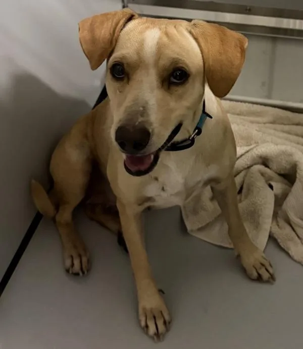 An adult medium-sized female Terrier dog named Juniper for adoption in Escondido, CA