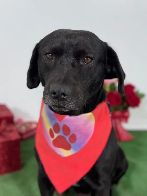 A young medium-sized male Black Labrador Retriever dog named Sultan for adoption in Carlsbad, CA