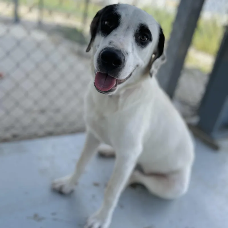A young medium-sized female White / Cream Australian Cattle Dog / Blue Heeler dog named Honey for adoption in Seguin, TX