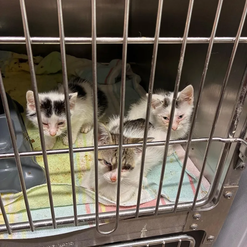 A baby small-sized female White American Shorthair cat named Motel for adoption in Danville, KY