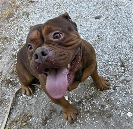 An adult medium-sized male English Bulldog dog named Captain for adoption in Naples, FL