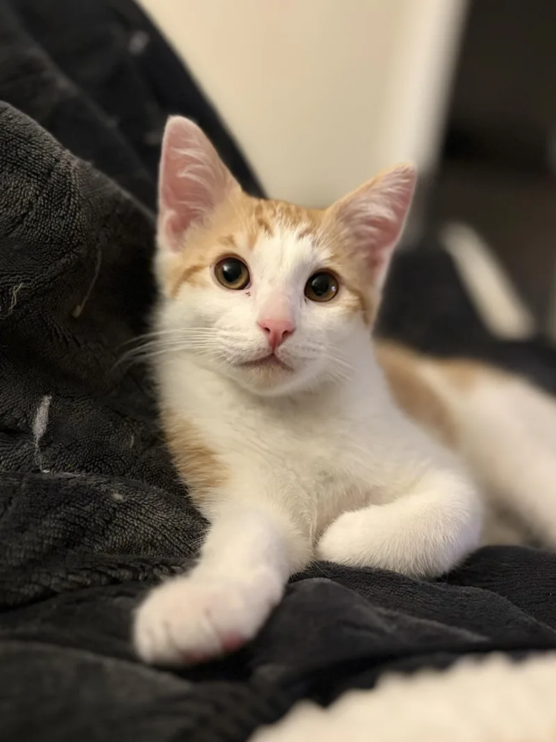 A baby medium-sized male Orange & White Domestic Short Hair cat named Cheese for adoption in Portland, OR